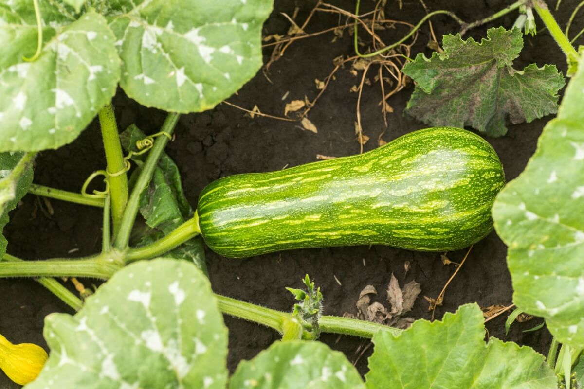 A abobrinha é um vegetal versátil que pode ser incorporado às refeições de diversas formas (Imagem: Cucurbita pepo | Shutterstock)