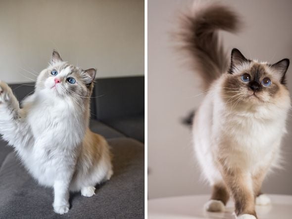 Imagem - 8 diferenças entre as raças de gato birmanês e ragdoll 