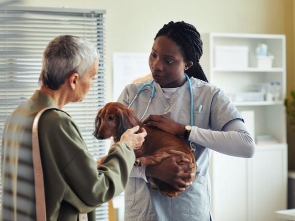 Imagem - Veja sinais que indicam a necessidade de ir ao veterinário