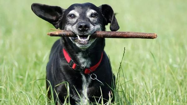 Cães idosos devem viver mais