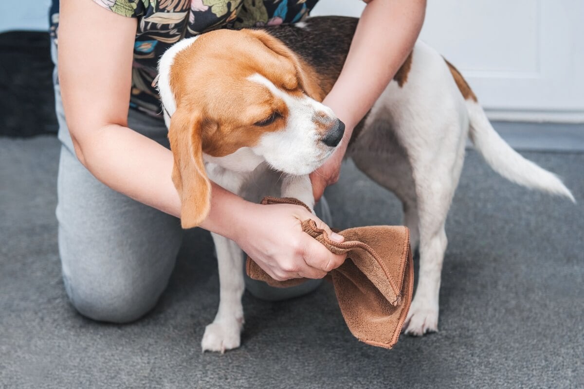 Cuidados com as patas dos cachorros ajudam a prevenir problemas de saúde (Imagem: algae | Shutterstock) 