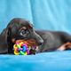 Imagem - Como os cães enxergam as cores? Descubra como seu pet vê o mundo