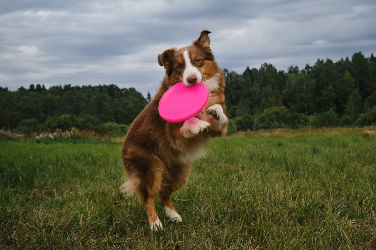 Os brinquedos são uma excelente ferramenta para aliviar o estresse e promover momentos relaxantes para os pets (Imagem: lightman_pic | Shutterstock) 