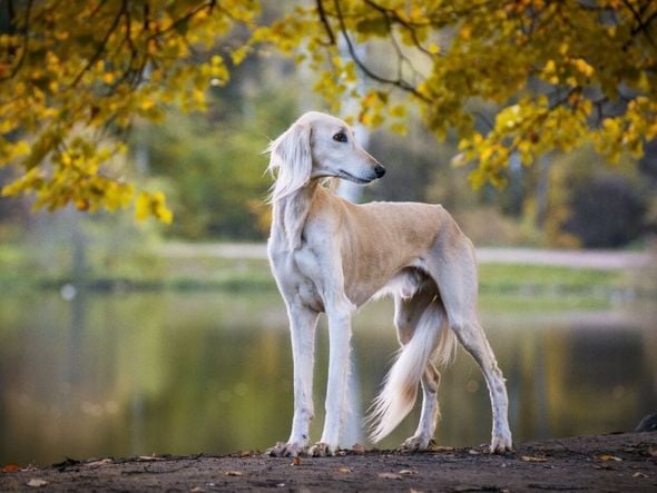 Imagem - 4 características do cachorro da raça saluki 