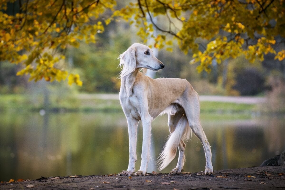 O saluki possui uma estrutura corporal leve e aerodinâmica, desenhada para velocidade e resistência (Imagem: Svetlay | Shutterstock)