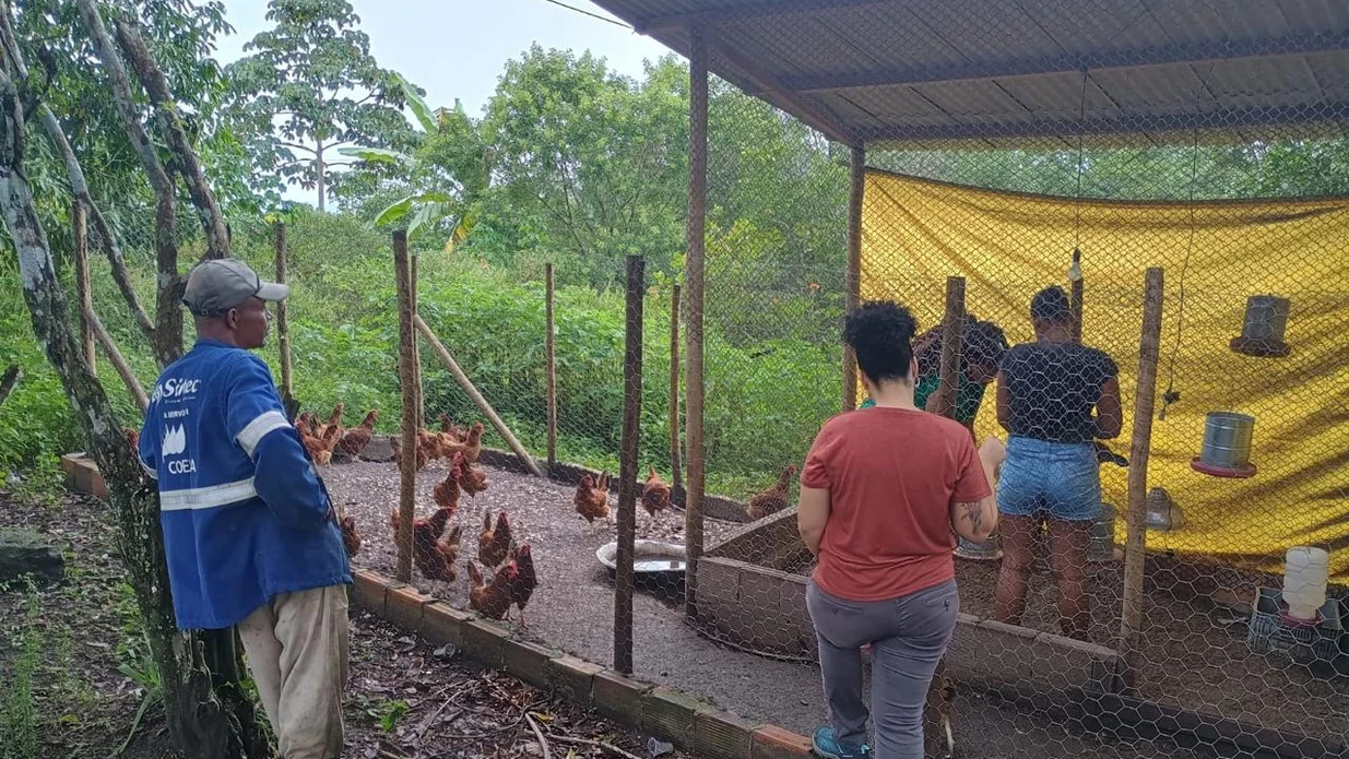 Imagem - Do quilombo à feira: como a avicultura transformou a vida de mulheres em Cachoeira