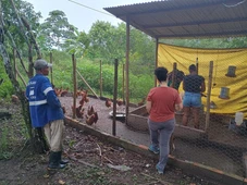 Imagem - Do quilombo à feira: como a avicultura transformou a vida de mulheres em Cachoeira