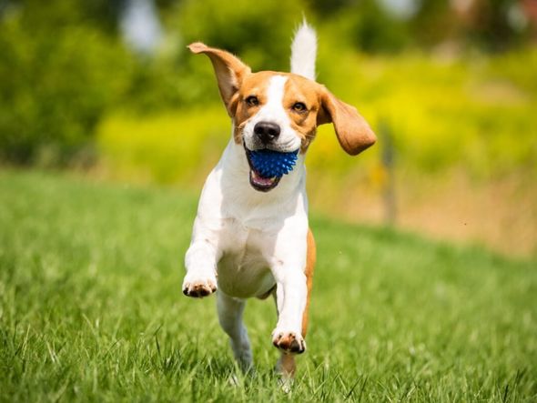 Imagem - Veja como identificar se o seu cachorro está feliz ou triste