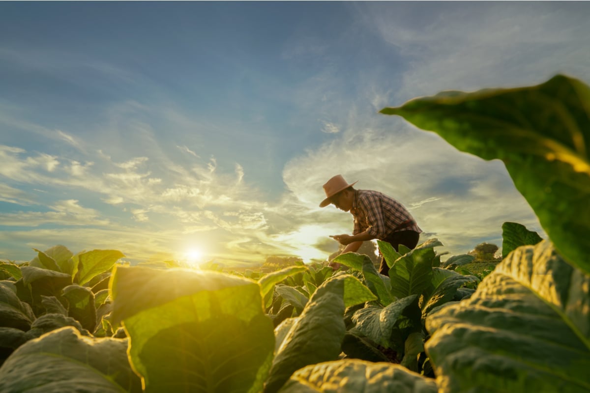 A agricultura é caracterizada pelo cultivo de plantas e vegetais (Imagem: Attasit | Shutterstock)