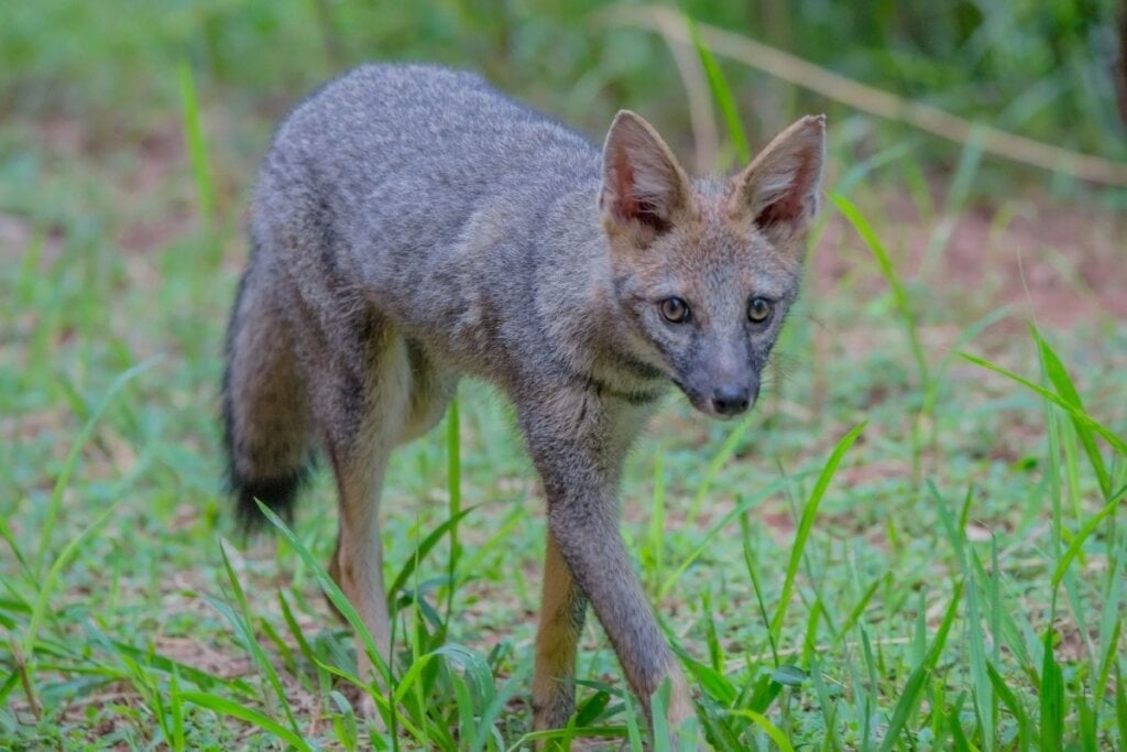 A raposa-do-campo é exclusiva do Cerrado (Imagem: Rafael Martos Martins | Shutterstock)