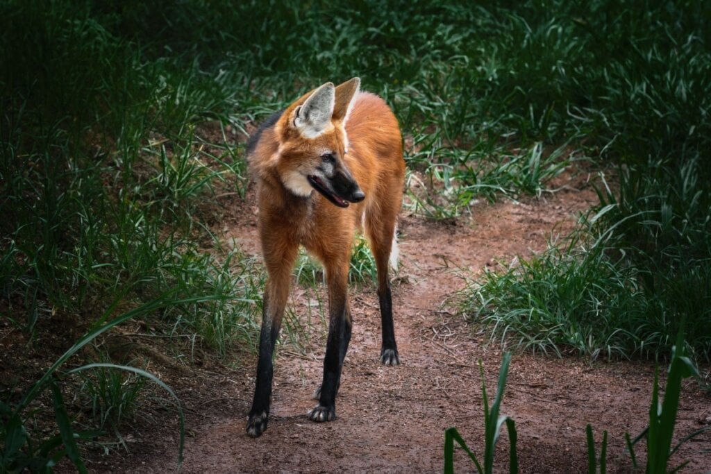 O lobo-guará é o maior canídeo da América do Sul e se destaca por suas longas pernas (Imagem: Diego Grandi | Shutterstock)