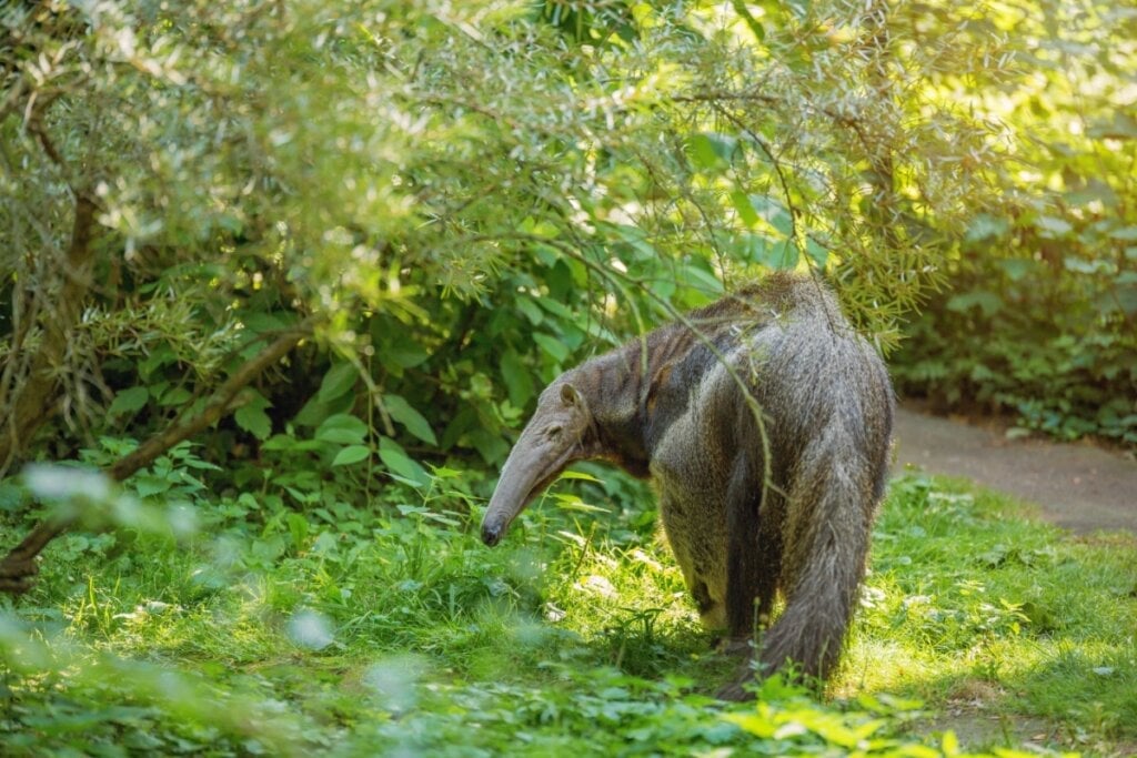 O tamanduá-bandeira habita o Cerrado, o Pantanal e partes da Amazônia (Imagem: MiViK | Shutterstock)