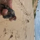 Imagem - Mais de 100 ataques de cães a tartarugas marinhas são registrados na Bahia