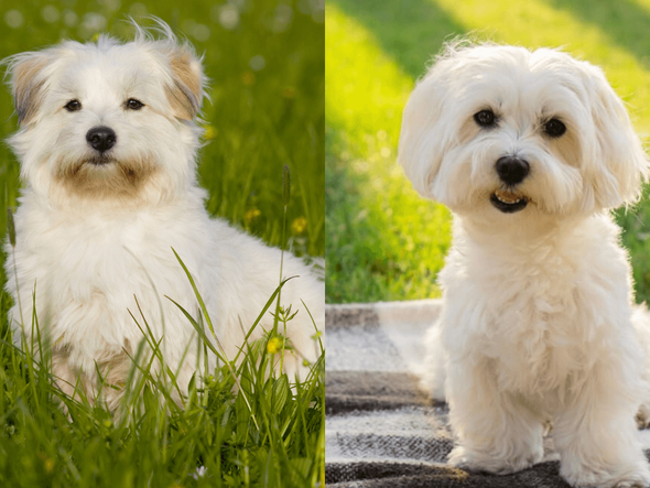 Imagem - 7 diferenças entre as raças coton de tulear e maltês 