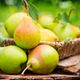 Imagem - 5 benefícios da fruta pera para a saúde