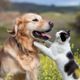 Imagem - Veja como evitar verminoses e doenças gastrointestinais nos pets