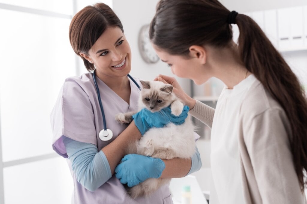 As consultas veterinárias são importantes para manter a saúde dos animais de estimação (Imagem: Stock-Asso | Shutterstock) 