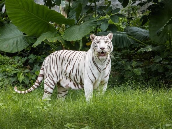 Imagem - 7 animais mais bonitos do mundo 