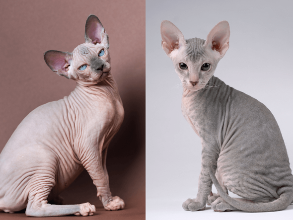 Imagem - 7 diferenças entre os gatos das raças sphynx e peterbald