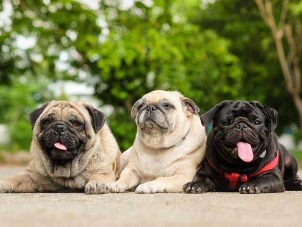 Imagem - Cães e gatos poderão ser sepultados em jazigos da família; entenda