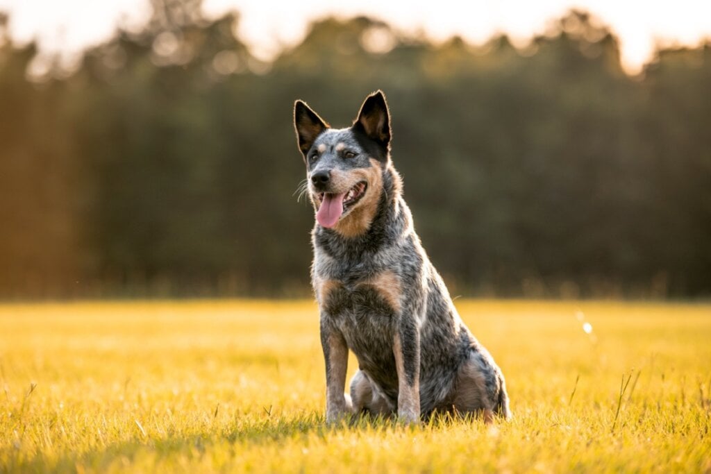 O boiadeiro australiano é ativo e muito inteligente (Imagem: Tanya Consaul Photograph | Shutterstock) 