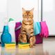 Imagem - 8 cuidados com produtos de limpeza e animais de estimação