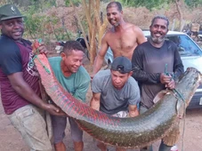 Imagem - Pescadores capturam peixe de 80 kg e mais de 2 metros em rio baiano