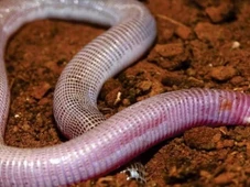 Imagem - Cobra-de-duas-cabeças: nova espécie de réptil é descoberta na Bahia
