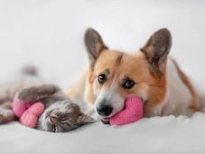 Imagem - Cães e gatos podem conviver bem? Veja como introduzir o pet novo na casa