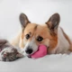Imagem - Cães e gatos podem conviver bem? Veja como introduzir o pet novo na casa