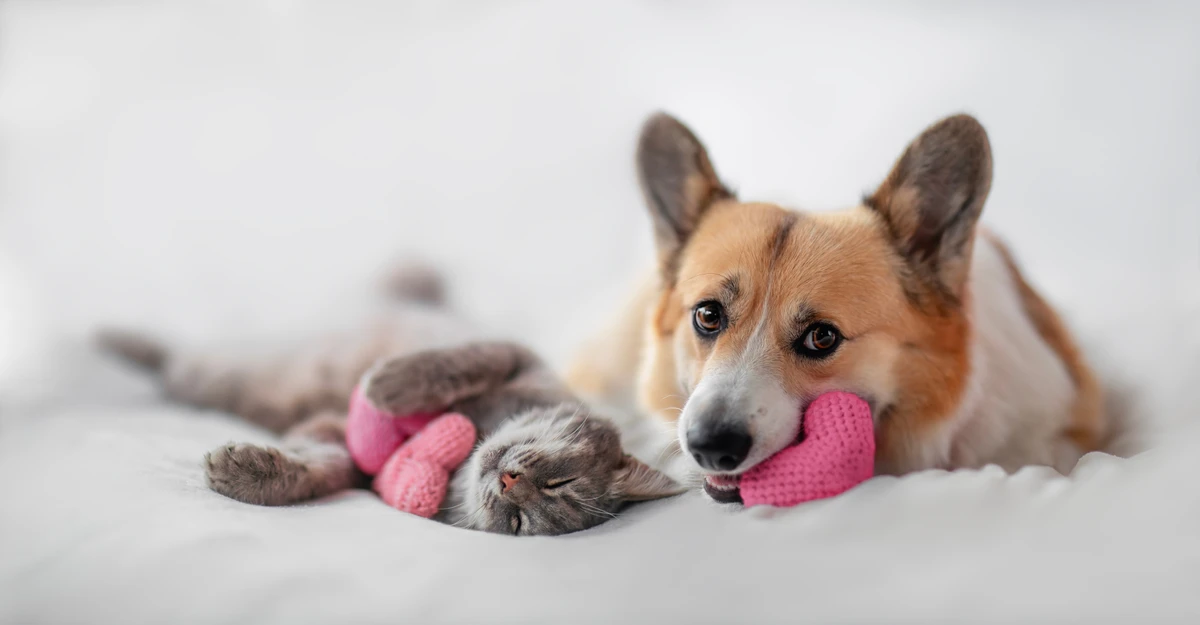 Cão e gato podem conviver se bem adaptados