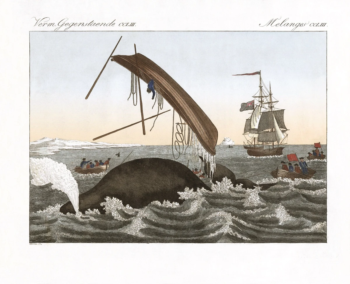 Gravura ‘Os Perigos da Pesca de Baleia’, do Século XIX