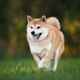 Imagem - 8 raças de cachorros mais saudáveis 