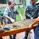 Imagem - Onça que matou caseiro apresenta melhora e tem destino definido