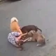 Imagem - Grávida de 7 meses cai na rua para proteger cão de outros cachorros: 'Tutor nem pediu desculpas'