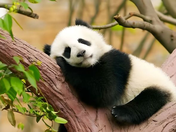 Imagem - 10 curiosidades incríveis sobre os pandas 