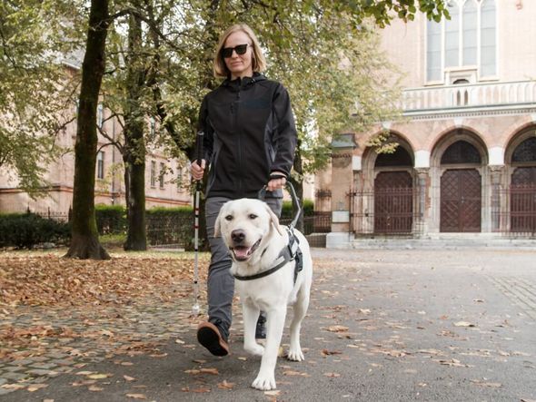 Imagem - 4 dicas essenciais para a autonomia e a saúde do cão-guia