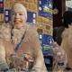 Imagem - Imitação de gaivotas? Conheça o campeonato que agita cidade na Bélgica