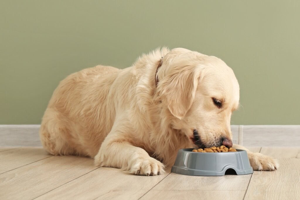 A alimentação do cão-guia deve considerar seu porte, nível de atividade e idade (Imagem: Pixel-Shot | Shutterstock)