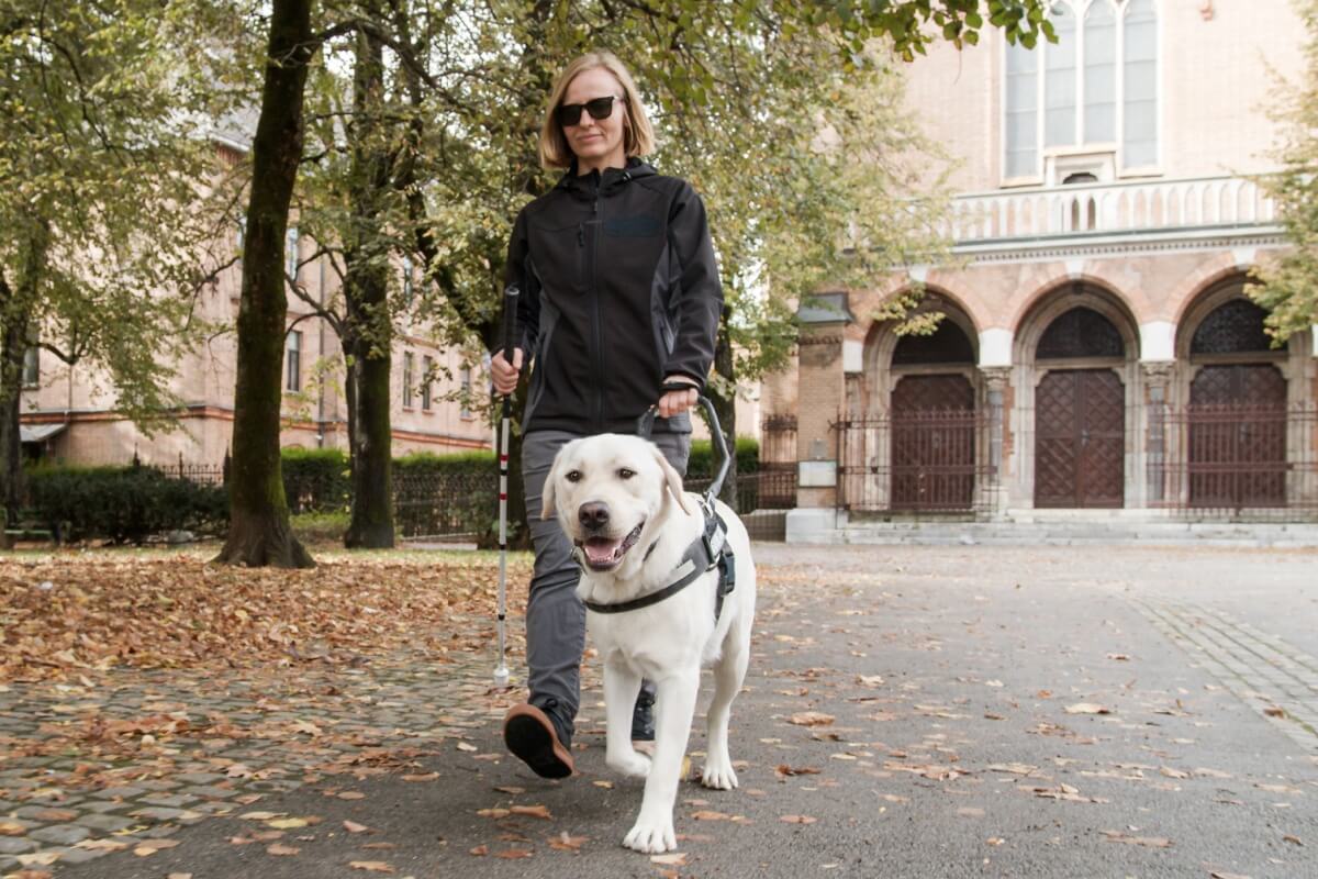 Os cães-guia precisam estar em plenas condições físicas e mentais para desempenhar sua função com segurança e eficiência (Imagem: 24K-Production | Shutterstock)