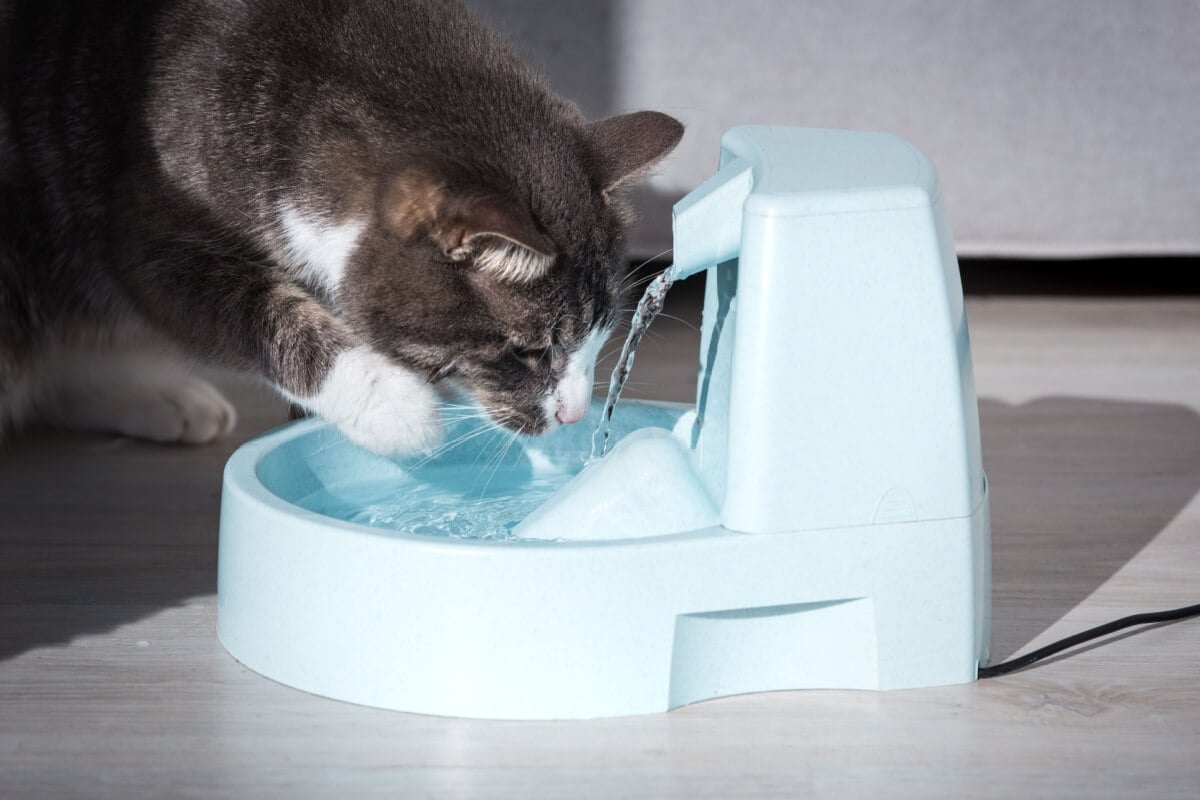As fontes e bebedouros estimulam os gatos a consumirem mais água (Imagem: Kulkova Daria | Shutterstock) 