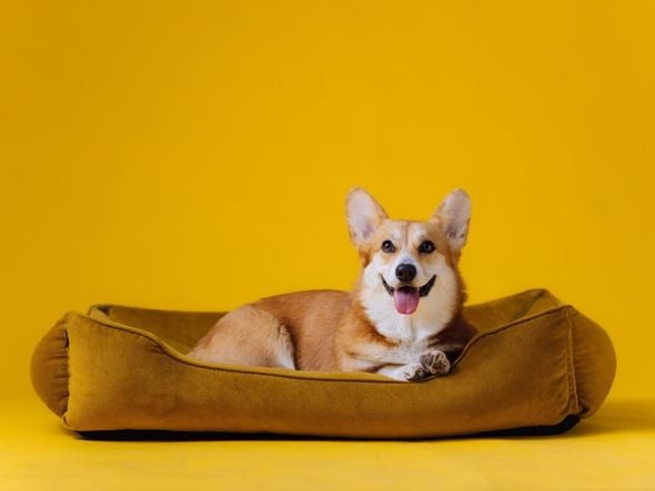 Imagem - 7 tipos de camas para cachorro 