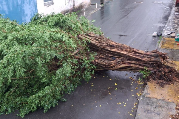 Árvore caída em Castelo Branco