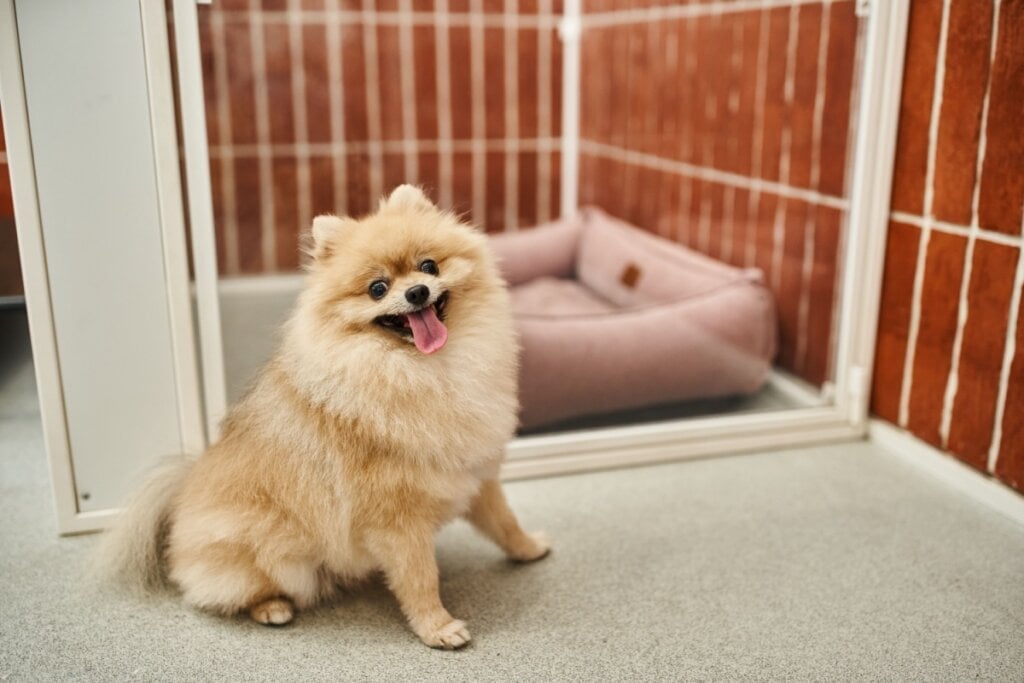 A cama com bordas elevadas proporciona mais conforto ao cachorro (Imagem: LightField Studios | Shutterstock)