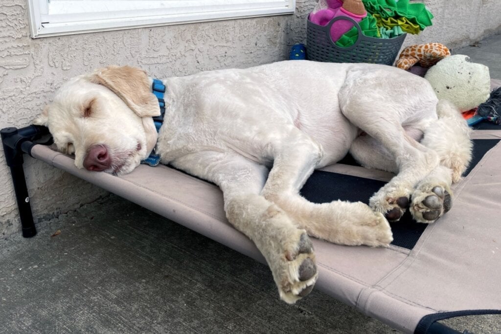 A cama elevada mantém o cachorro suspenso do chão (Imagem: Lakers | Shutterstock)