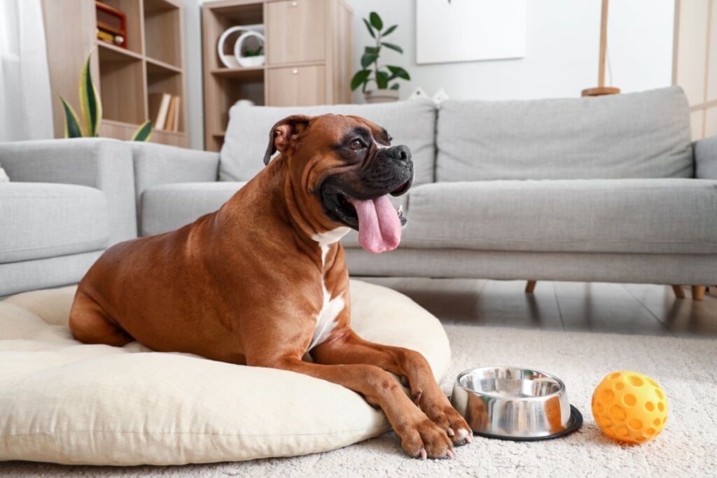 A cama tipo almofada é ideal para cães que gostam de dormir esparramados (Imagem: Pixel-Shot | Shutterstock)