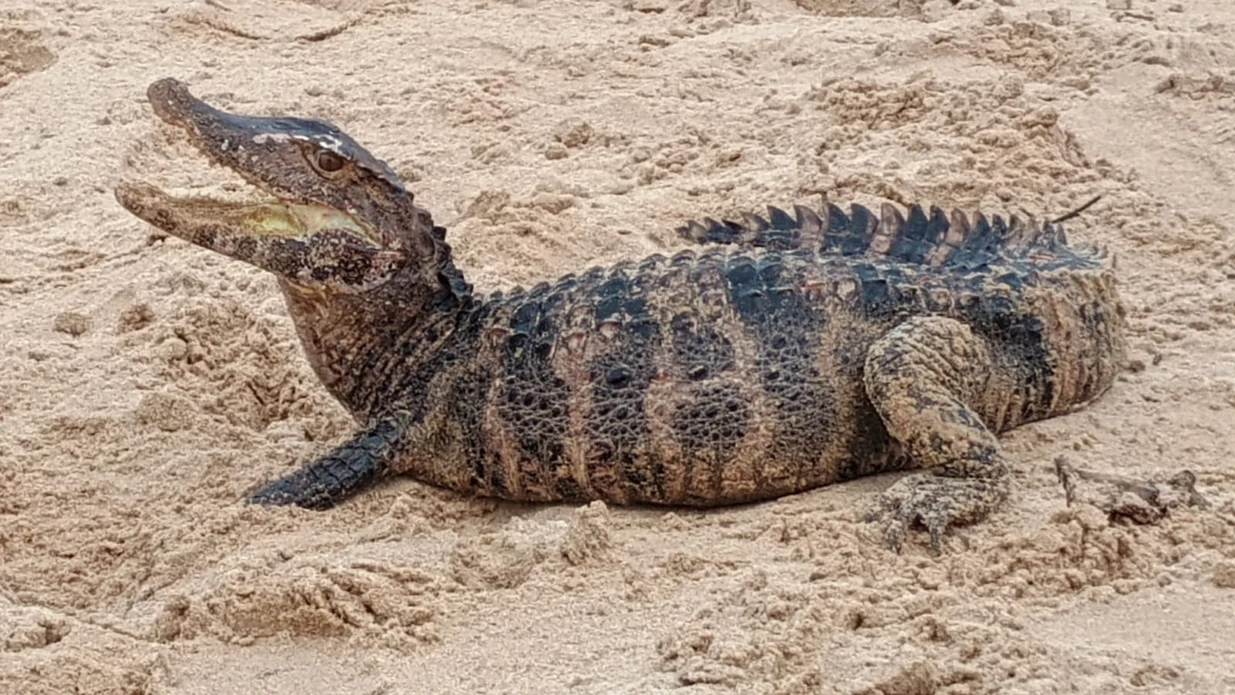Imagem - Jacaré é flagrado em praia de Salvador; saiba mais