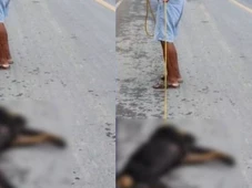 Imagem - Idoso de 87 anos é detido por enforcar cachorro no quintal de casa
