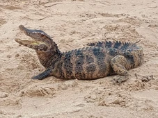 Imagem - Jacaré é flagrado em praia de Salvador; saiba mais