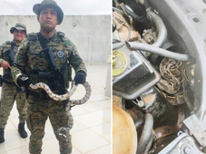 Imagem - Jiboia é encontrada dentro de motor de carro na Linha Verde